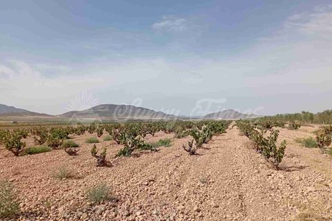 Finca i Yecla, Murcia, Yecla - € 350.000 | Ref: SF0507 - foto 2